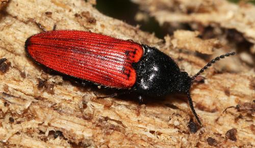 Réf. 118 503 : Ampedus quercicola