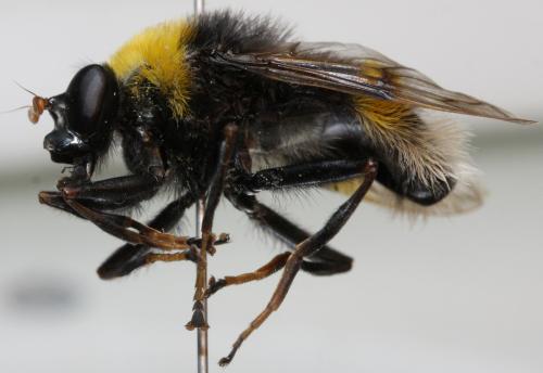 Pocota personata