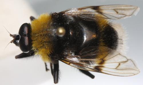 Pocota personata