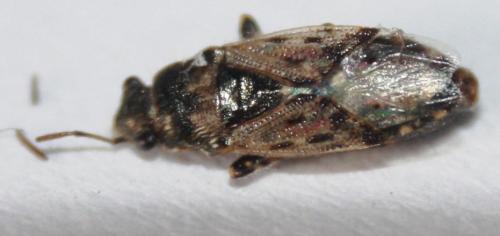 Réf. 118 184 : Heterogaster urticae