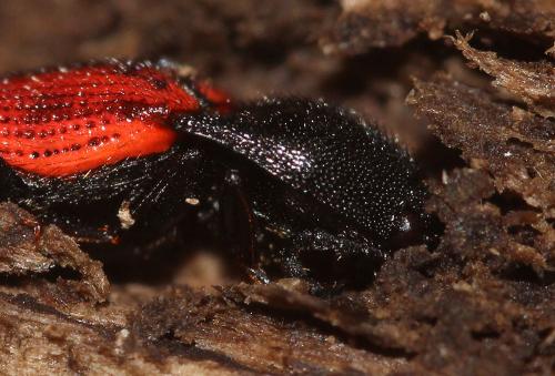 Réf. 118 504 : Ampedus quercicola