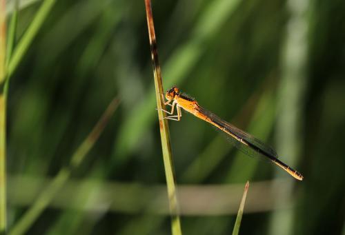 Ischnura pumilio