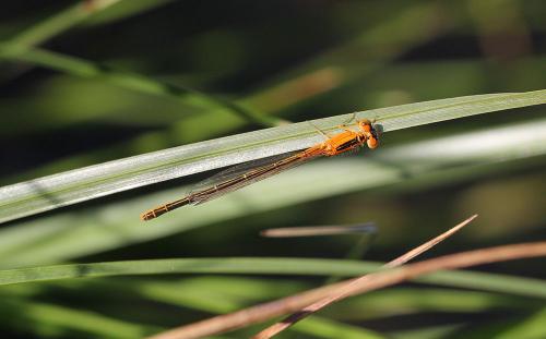 Ischnura pumilio