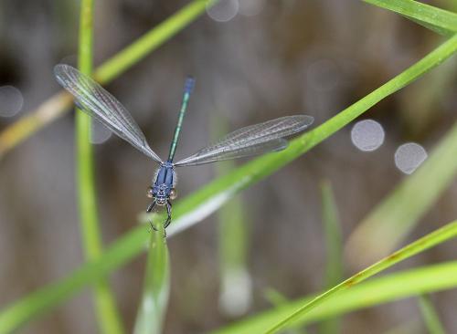 Lestes macrostigma