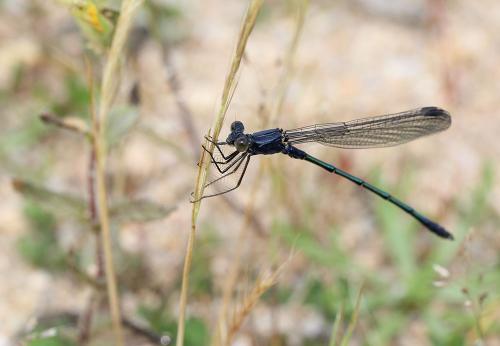 Lestes macrostigma
