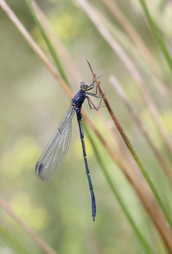Lestes macrostigma
