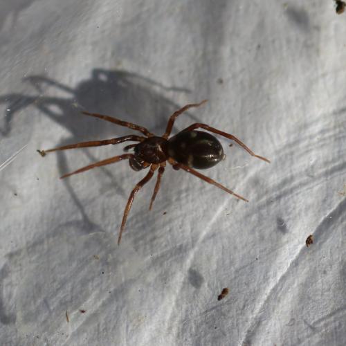 Phrurolithus sp.