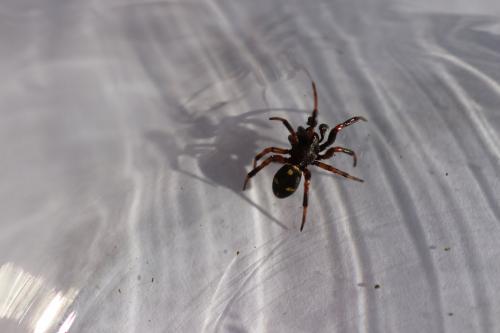 Asagena phalerata