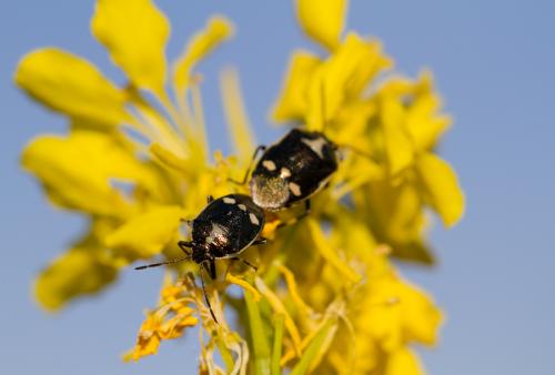 Réf. 118 049 : Eurydema oleracea