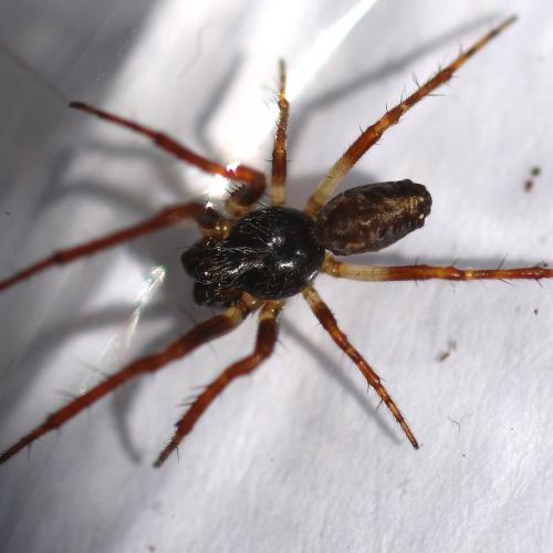 Réf. 118 938 : Cyclosa oculata
