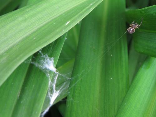 Larinioides sclopetarius