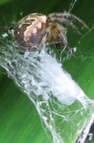 Réf. 118 322 : Larinioides sclopetarius