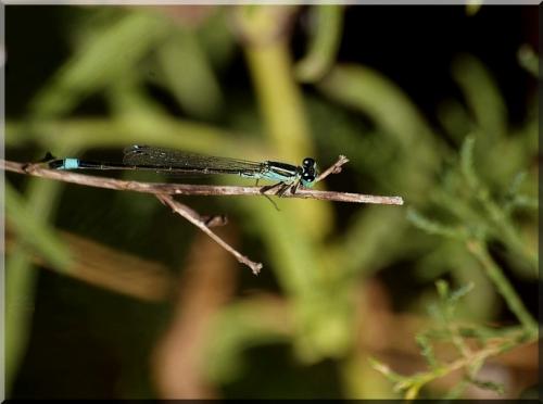 Ischnura genei