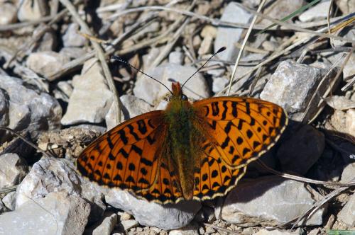 Boloria euphrosyne