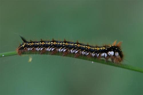 Euthrix potatoria