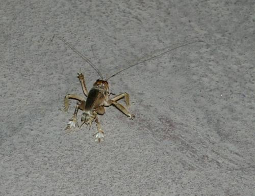 Schizodactylus sp.