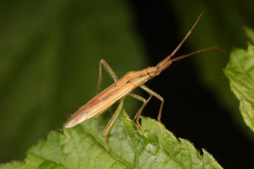 Stenodema sp.