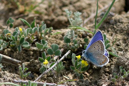 Réf. 118 698 : Polyommatus icarus