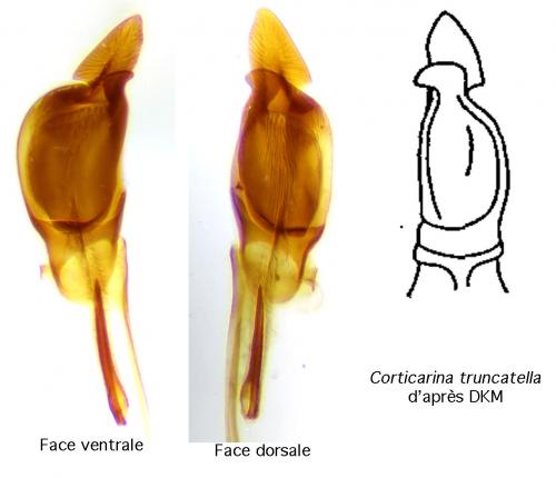 Corticarina truncatella