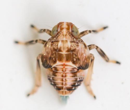 Issus coleoptratus