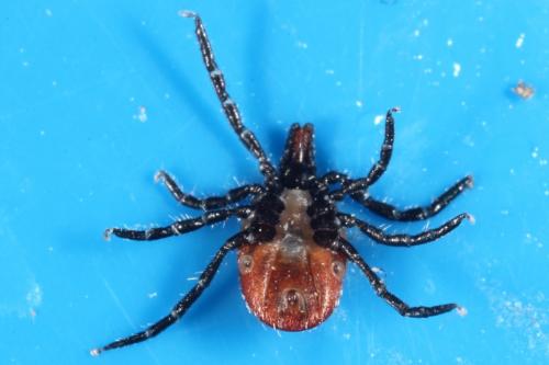 Ixodes ricinus
