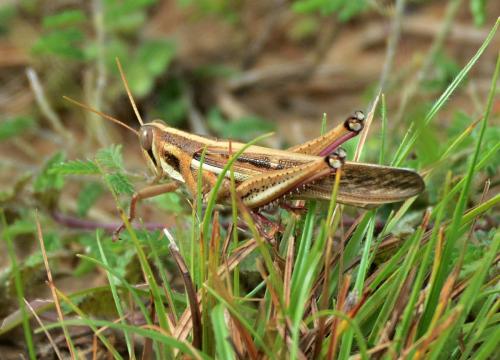Schistocerca sp.