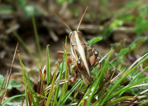 Schistocerca sp.