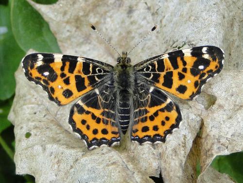 Réf. 118 579 : Araschnia levana
