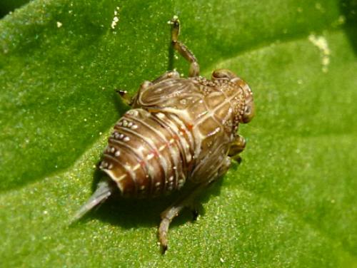 Réf. 118 254 : Issus sp.