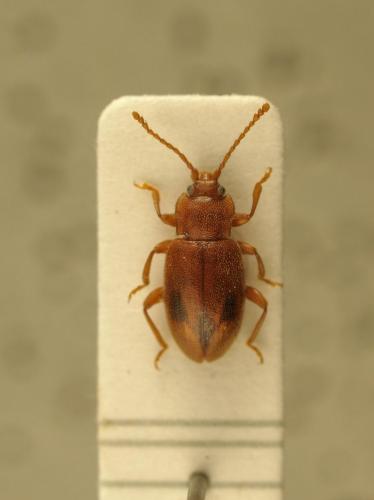 Réf. 118 280 : Dapsa trimaculata