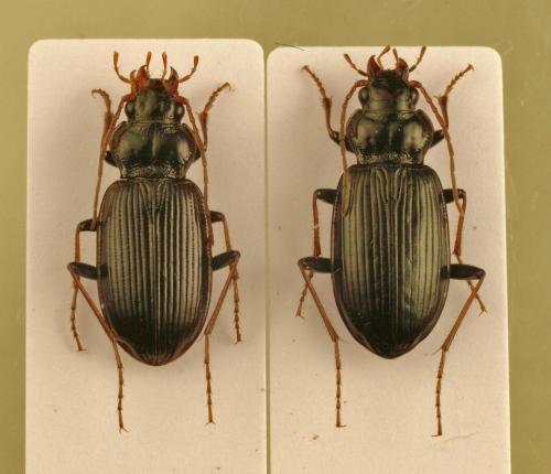 Réf. 118 076 : Nebria sp.