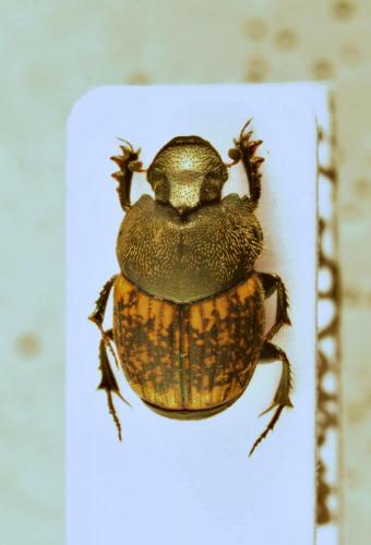 Réf. 118 080 : Onthophagus similis