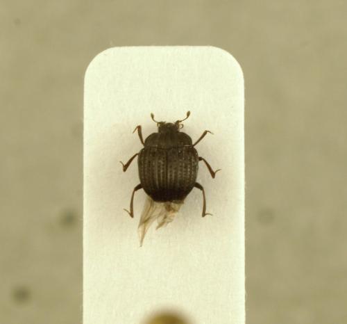 Onthophilus striatus striatus