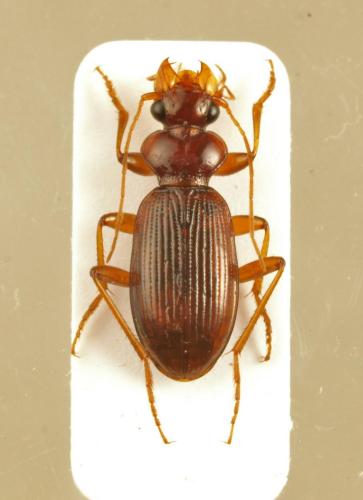 Leistus ferrugineus