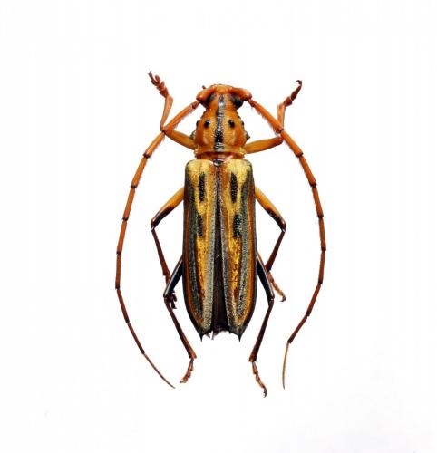 Ceragenia leprieurii