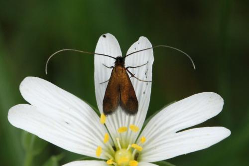 Cauchas rufimitrella
