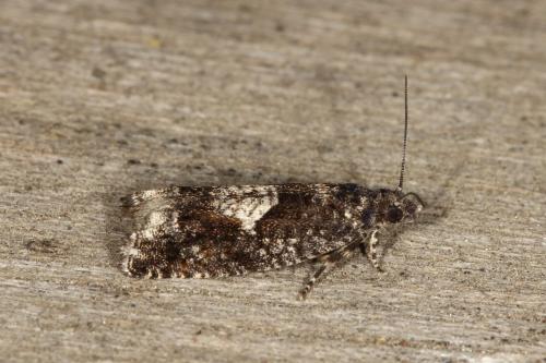 Réf. 118 101 : Epinotia immundana