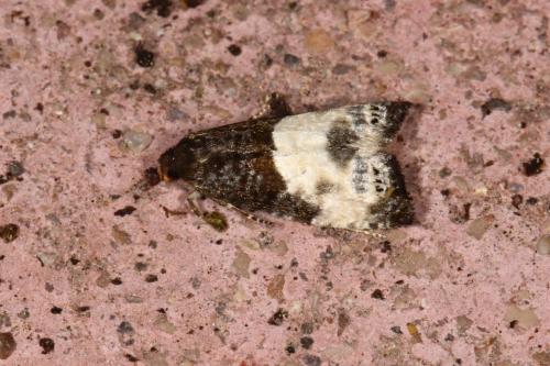 Notocelia cynosbatella