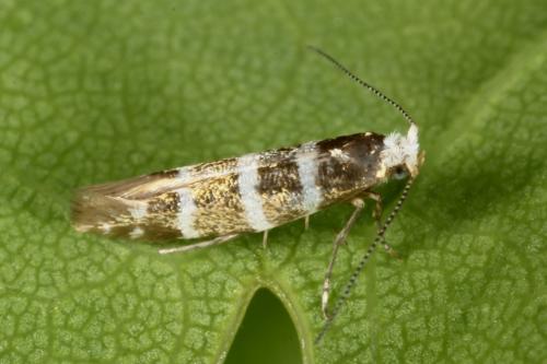 Réf. 118 975 : Argyresthia trifasciata