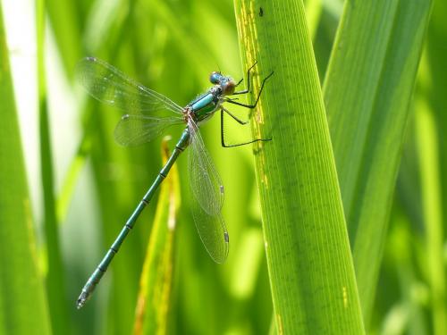 Lestes dryas
