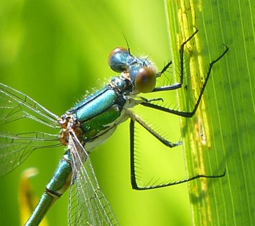 Lestes dryas