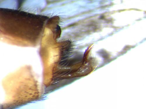 Limnephilus affinis
