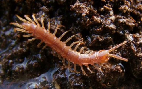 Lithobius forficatus