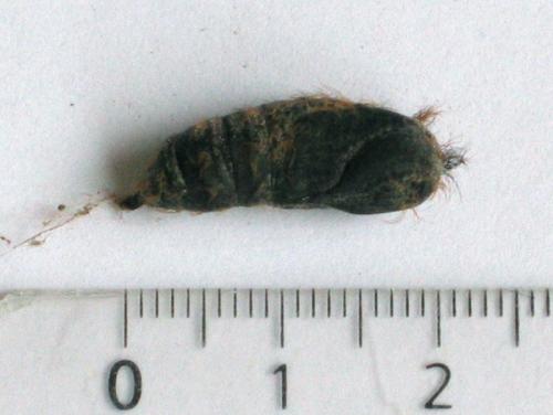 Lymantria dispar