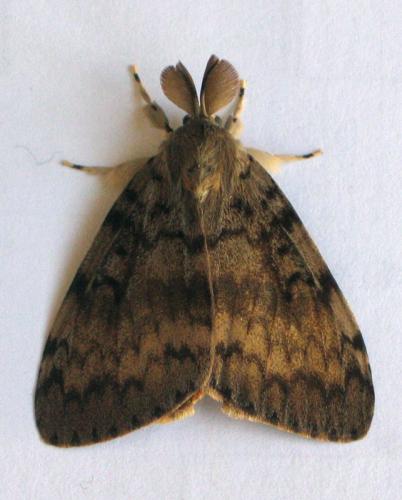 Lymantria dispar