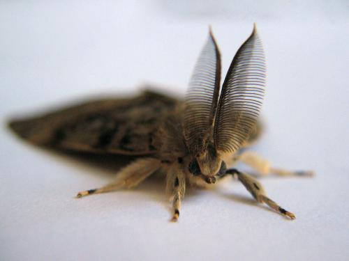 Réf. 118 609 : Lymantria dispar