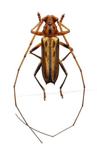 Ceragenia leprieurii