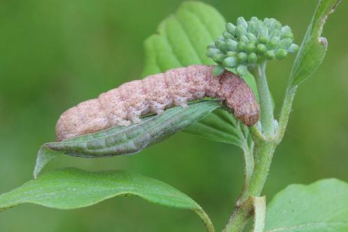 Réf. 118 262 : Noctua fimbriata