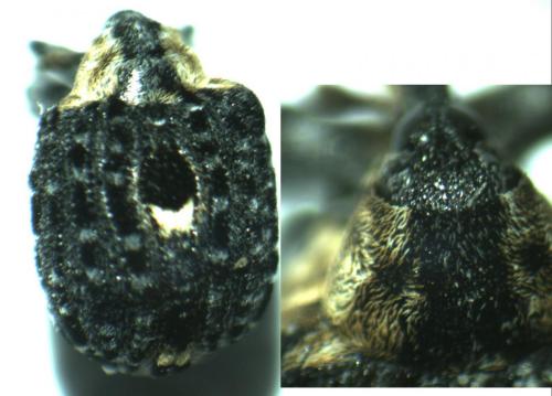 Cionus tuberculosus