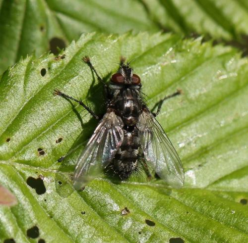 Réf. 118 126 : Phorocera assimilis